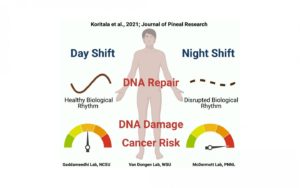 Night shift worker and DNA damage