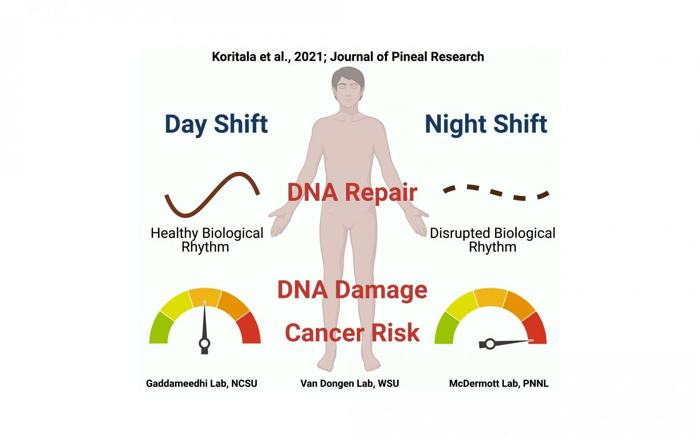 night-shift-work-is-a-cancer-risk-and-a-new-study-may-explain-why