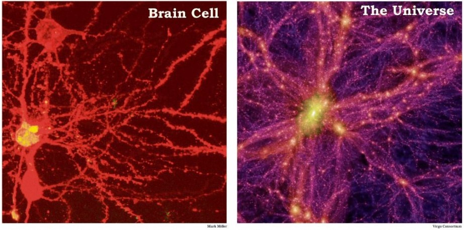 Brain cell and universe